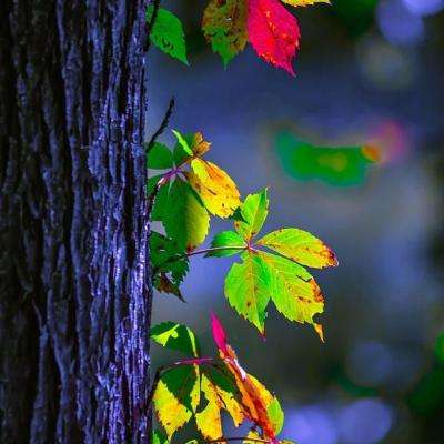 cq9电子游戏app手机app下载